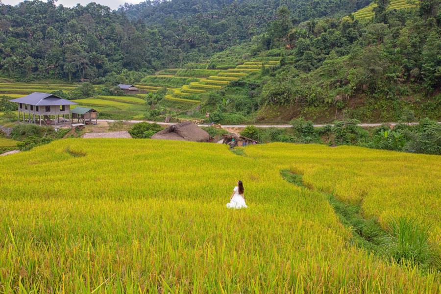 Mùa vàng Khuổi My tựa như tranh vẽ trên cao nguyên đá Hà Giang 3