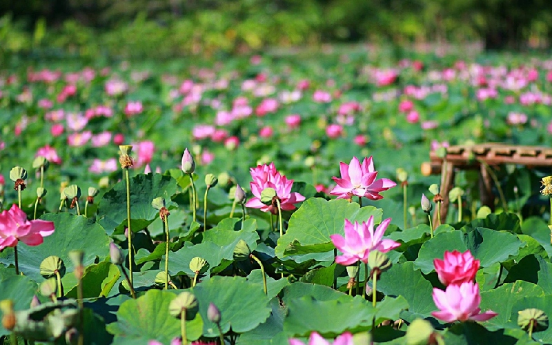 Khám phá Nakhon Nayok: Thiên nhiên xanh mát xứ chùa vàng 9