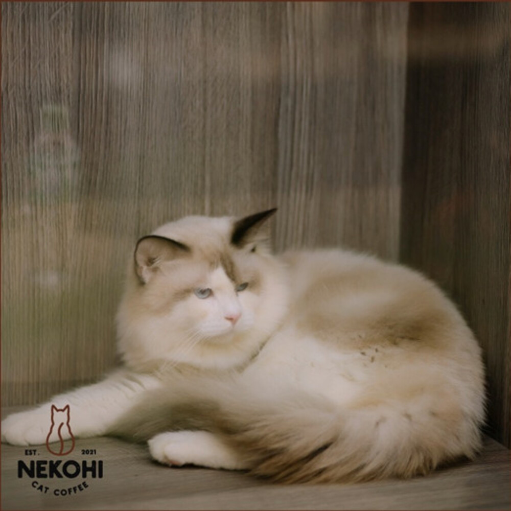 Nekohi Cat Coffee, cửa hàng cà phê dành cho các bạn yêu thú cưng 14