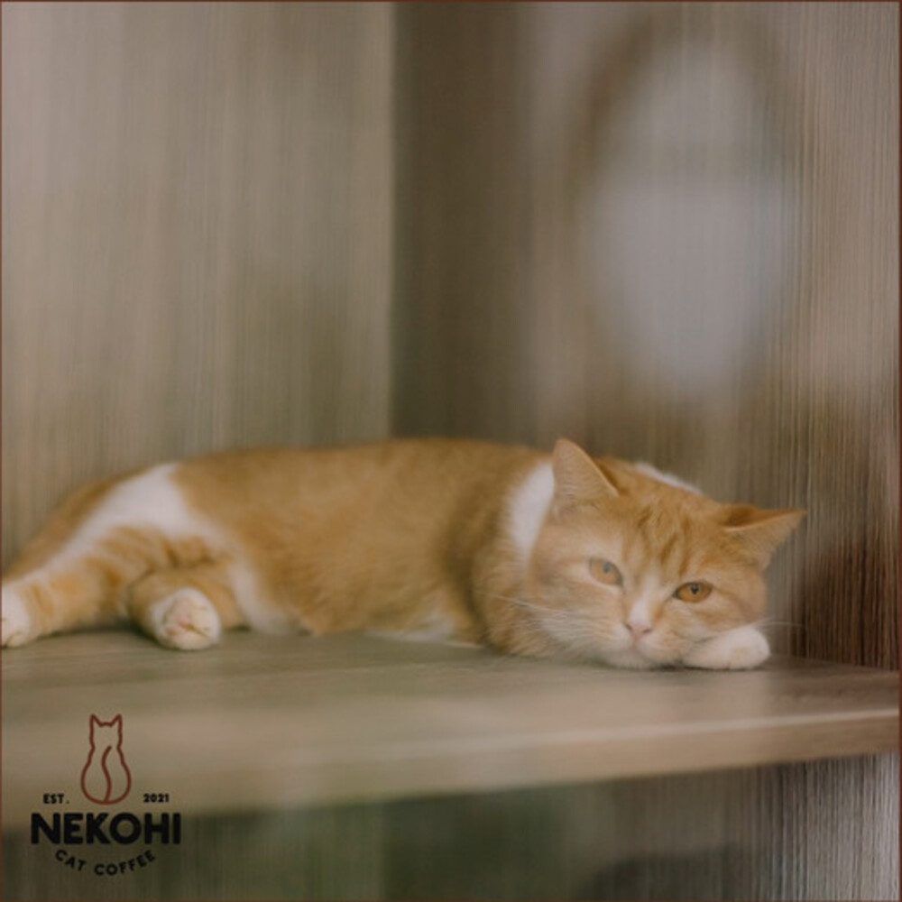 Nekohi Cat Coffee, cửa hàng cà phê dành cho các bạn yêu thú cưng 15