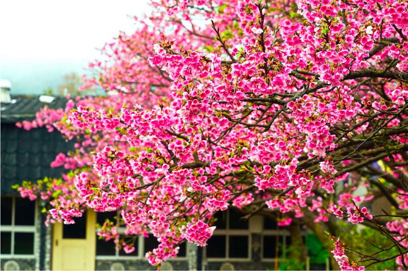 Top 8 địa điểm ngắm hoa anh đào Đài Loan, chụp ảnh cực đẹp 5