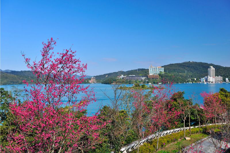 Top 8 địa điểm ngắm hoa anh đào Đài Loan, chụp ảnh cực đẹp 6