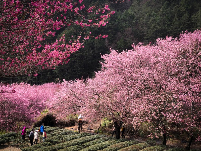 Top 8 địa điểm ngắm hoa anh đào Đài Loan, chụp ảnh cực đẹp 8