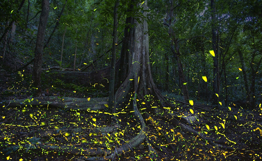 Ngắm nhìn đom đóm trong rừng Cúc Phương với vũ điệu ánh sáng diệu kỳ 5