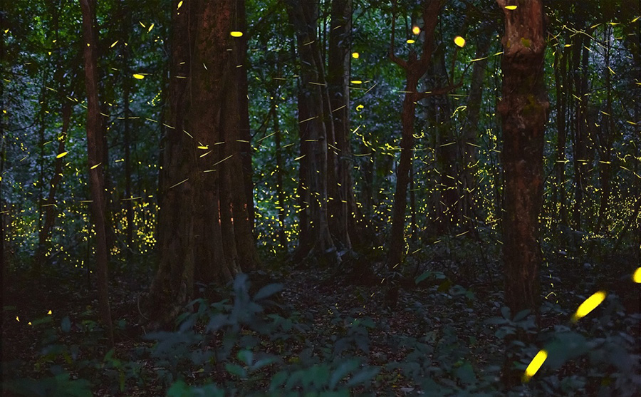 Ngắm nhìn đom đóm trong rừng Cúc Phương với vũ điệu ánh sáng diệu kỳ 6