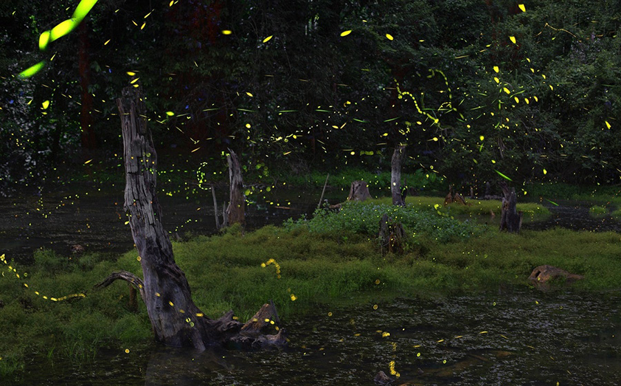 Ngắm nhìn đom đóm trong rừng Cúc Phương với vũ điệu ánh sáng diệu kỳ 7