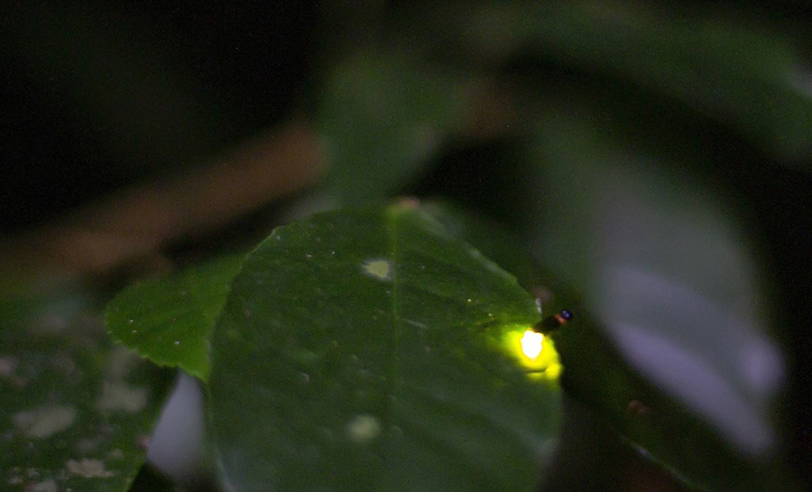 Ngắm nhìn đom đóm trong rừng Cúc Phương với vũ điệu ánh sáng diệu kỳ 8