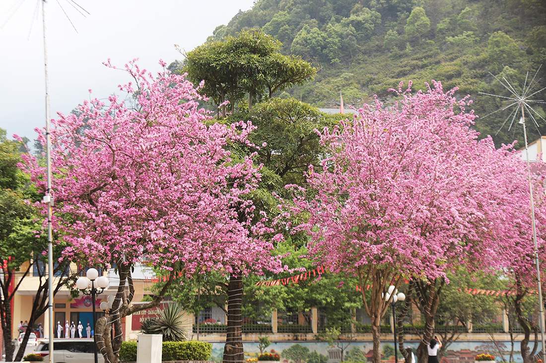 Ngắm nhìn Ninh Thuận mùa hoa ban nở đỏ tím rợp trời 4