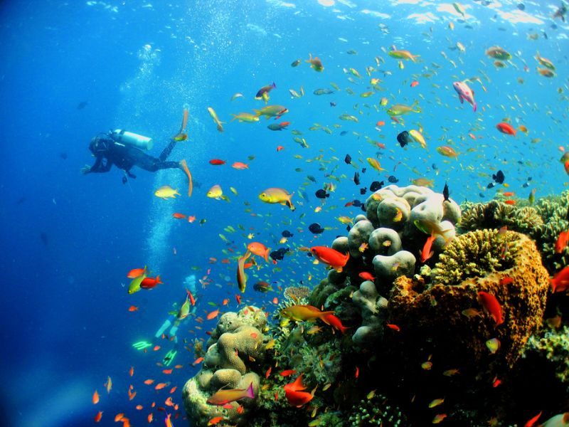 Đảo Sipadan và cuộc phiêu lưu dưới đáy đại dương tuyệt đẹp 5