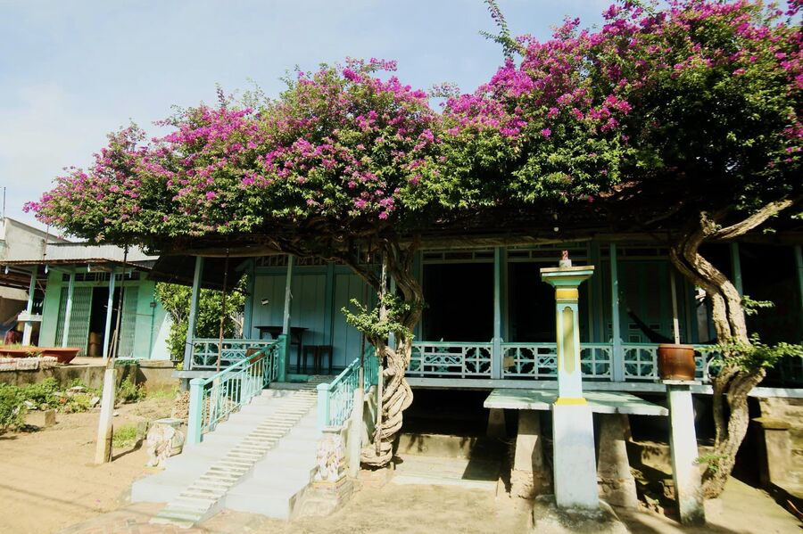 Ngôi nhà hoa giấy ở Phú Tân An Giang, vẻ đẹp thôn quê dịu dàng 5