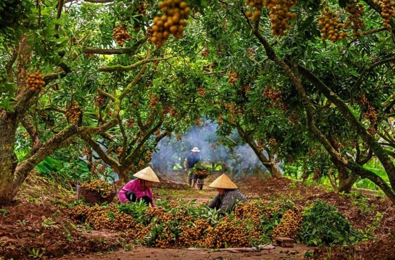Mùa nhãn lồng Hưng Yên, mùa vàng trên mảnh đất trù phú 6