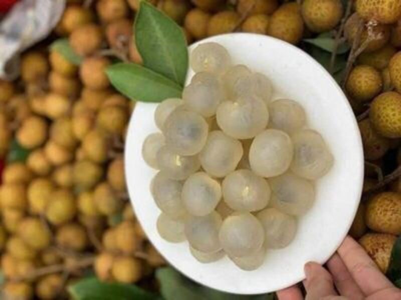 Mùa nhãn lồng Hưng Yên, mùa vàng trên mảnh đất trù phú 5