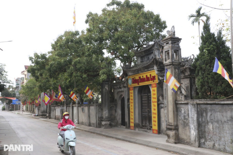 Mùa nhãn lồng Hưng Yên, mùa vàng trên mảnh đất trù phú 2