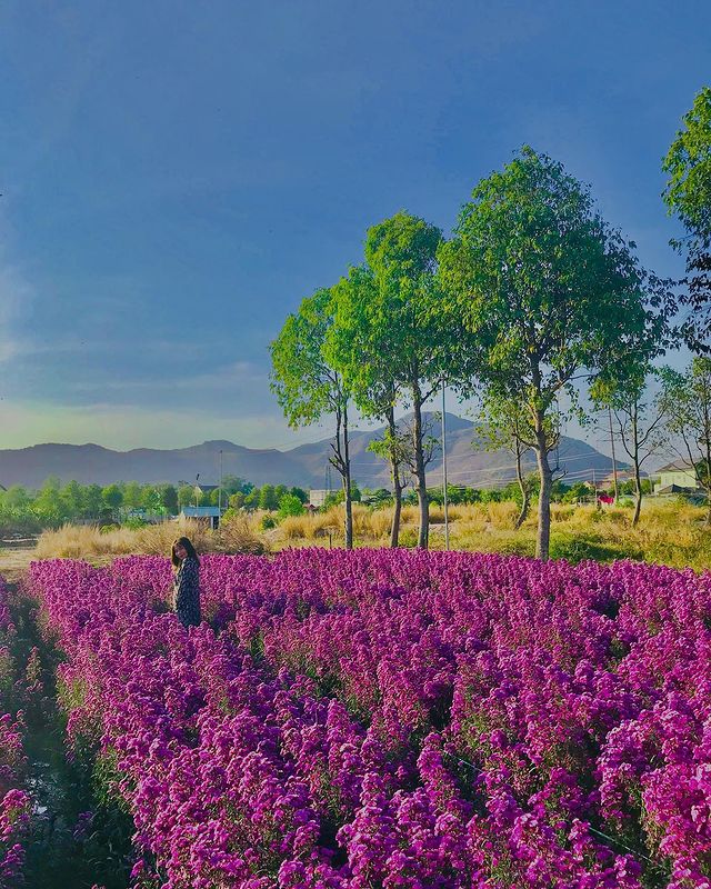 Nhẹ nhàng một vùng trời tím mộng mơ với sắc màu của vườn hoa thạch thảo Vũng Tàu 7