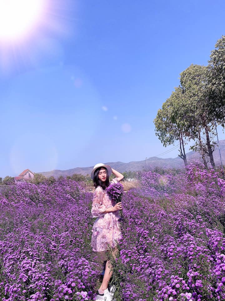 Nhẹ nhàng một vùng trời tím mộng mơ với sắc màu của vườn hoa thạch thảo Vũng Tàu 12