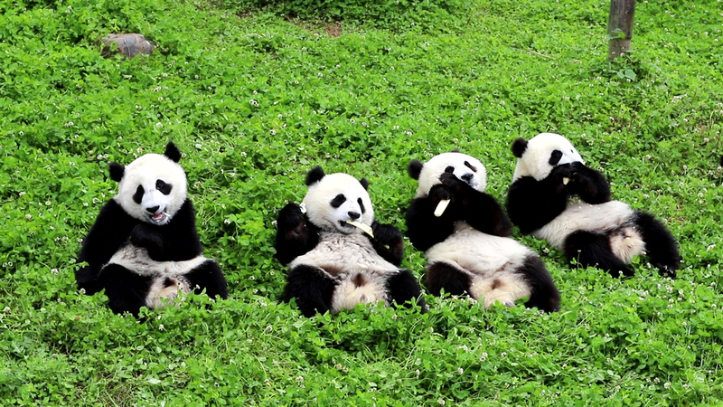 11 biểu tượng của Trung Quốc mang di sản văn hóa ngàn năm 8
