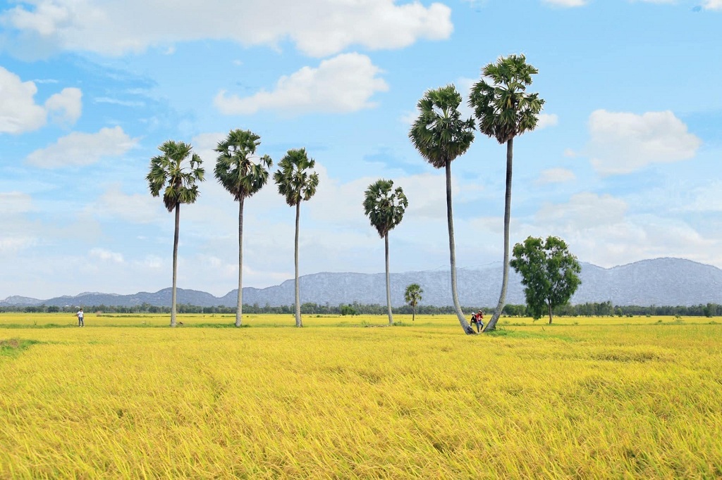 Những địa điểm Chụp ảnh với cây thốt nốt An Giang 14