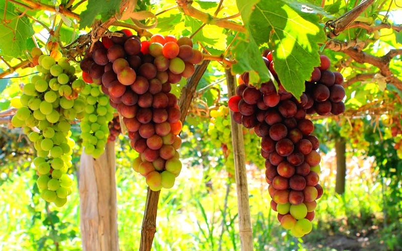 Trải nghiệm du lịch Ninh Hải thực tế từ A-Z 8