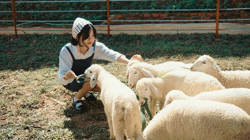Khám phá Nông trại cừu Frenzy Farm, thế giới động vật đáng yêu 5