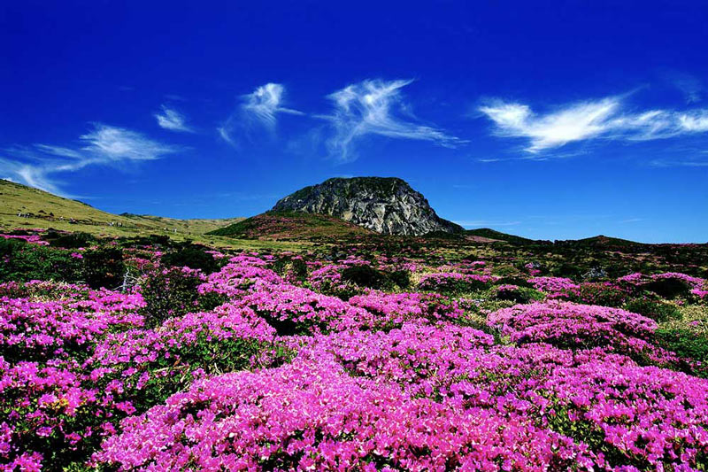 Chinh phục đỉnh núi Hallasan, nóc nhà của Hàn Quốc 11