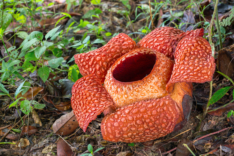 Chinh phục Núi Kinabalu, nóc nhà Đông Nam Á 7