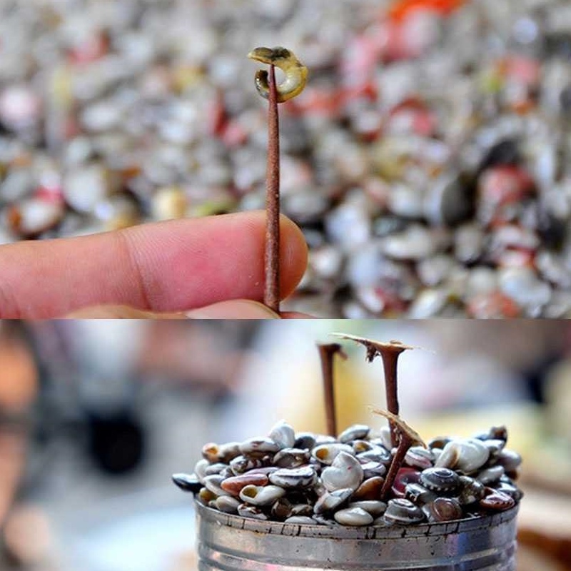 Top 8 quán ốc lễ Đà Nẵng ngon, giá rẻ bạn nên thử 4