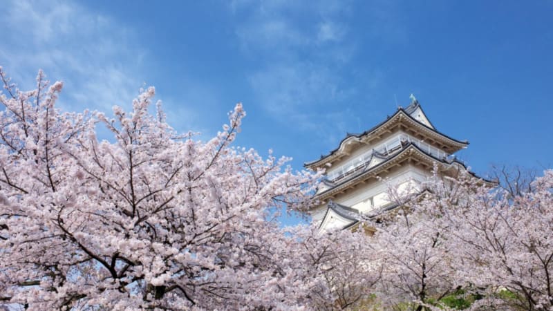 Thành cổ Odawara, nơi thiên nhiên và văn hóa giao hòa 3