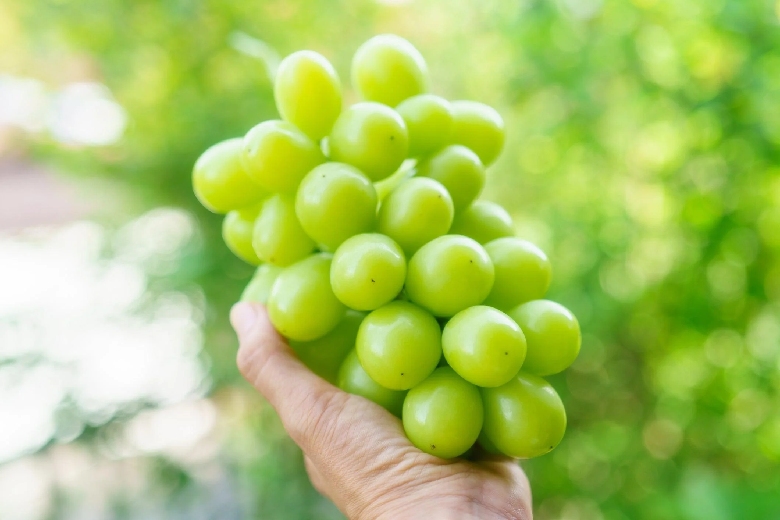 Giới thiệu về thành phố ánh sáng Okayama Nhật Bản 8