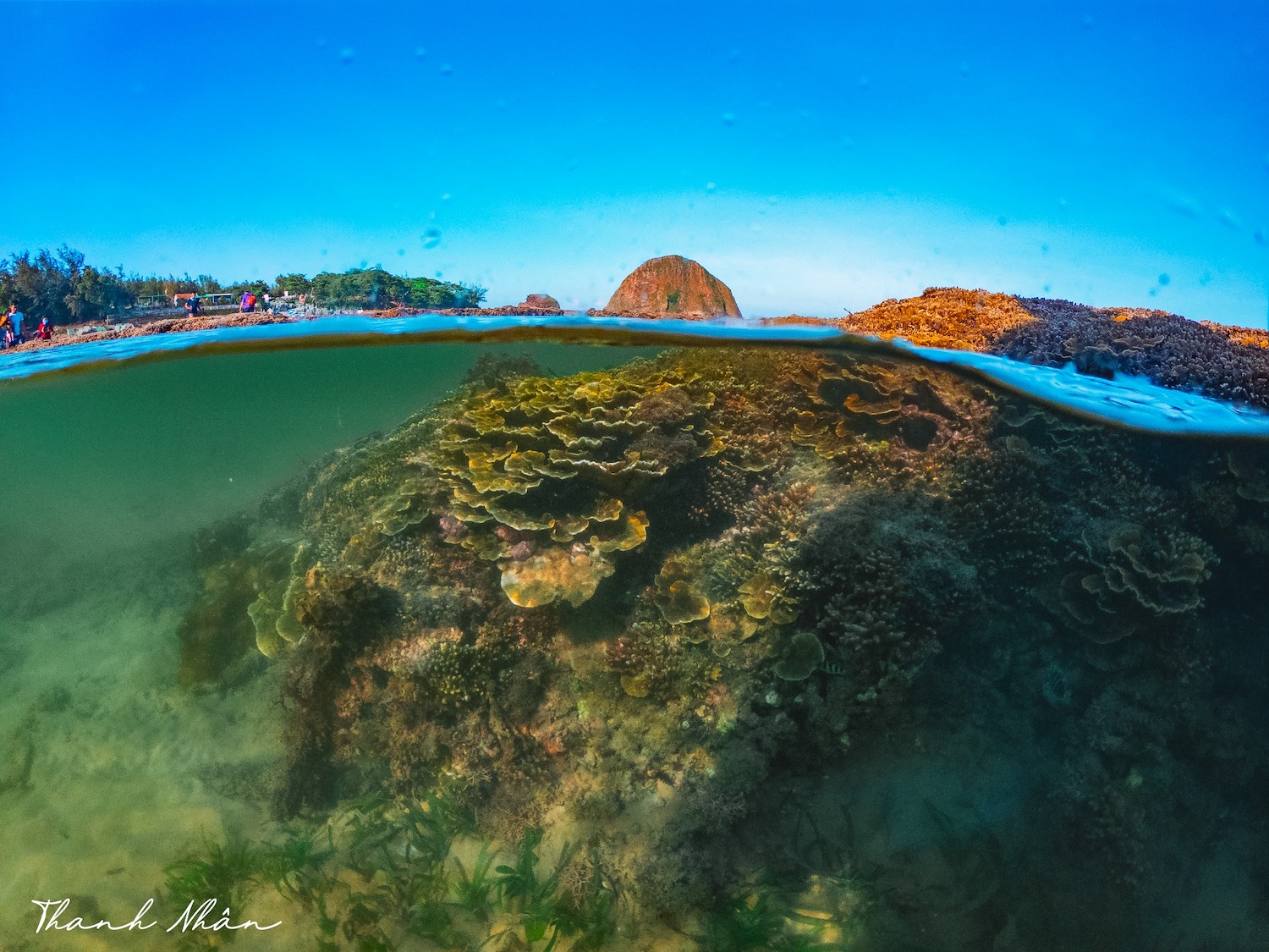 Phải cảm ơn bộ ảnh tuyệt vời của chàng trai 9x, giúp bạn ngắm san hô Phú Yên đẹp mê mẩn, lung linh sắc màu 3
