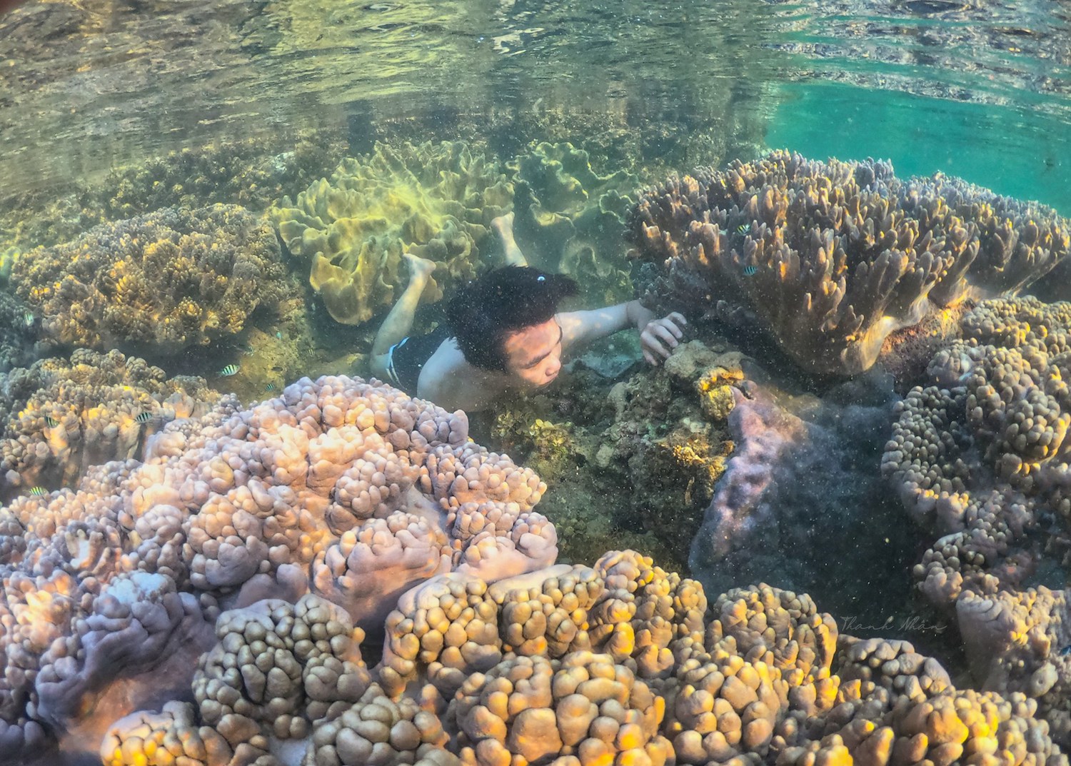Phải cảm ơn bộ ảnh tuyệt vời của chàng trai 9x, giúp bạn ngắm san hô Phú Yên đẹp mê mẩn, lung linh sắc màu 6
