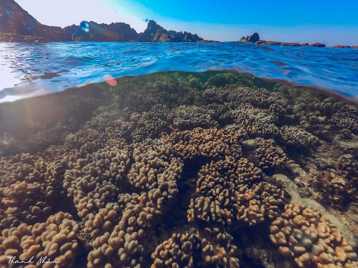 Phải cảm ơn bộ ảnh tuyệt vời của chàng trai 9x, giúp bạn ngắm san hô Phú Yên đẹp mê mẩn, lung linh sắc màu 7