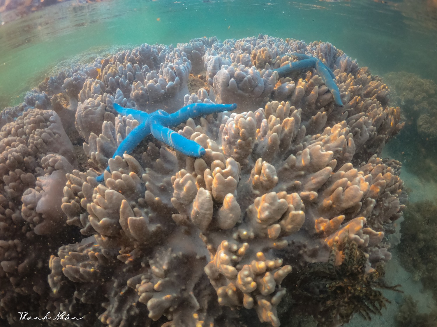 Phải cảm ơn bộ ảnh tuyệt vời của chàng trai 9x, giúp bạn ngắm san hô Phú Yên đẹp mê mẩn, lung linh sắc màu 9