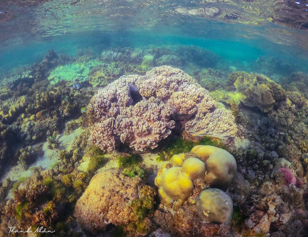 Phải cảm ơn bộ ảnh tuyệt vời của chàng trai 9x, giúp bạn ngắm san hô Phú Yên đẹp mê mẩn, lung linh sắc màu 10