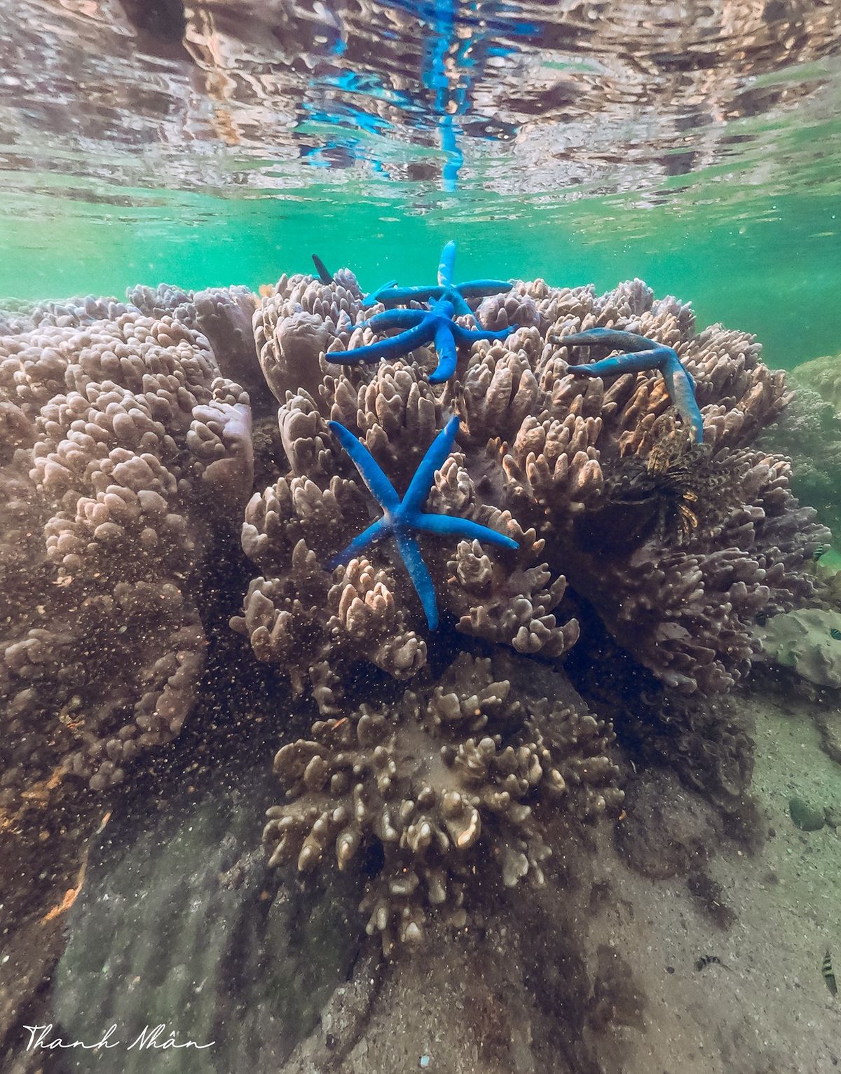 Phải cảm ơn bộ ảnh tuyệt vời của chàng trai 9x, giúp bạn ngắm san hô Phú Yên đẹp mê mẩn, lung linh sắc màu 11