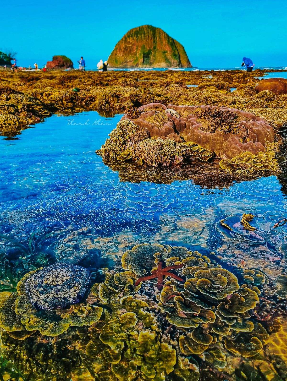 Phải cảm ơn bộ ảnh tuyệt vời của chàng trai 9x, giúp bạn ngắm san hô Phú Yên đẹp mê mẩn, lung linh sắc màu 2