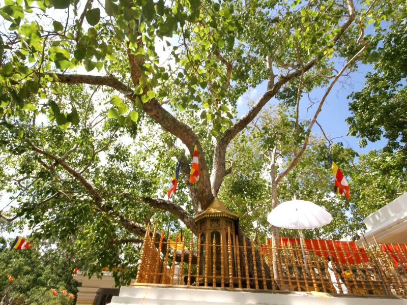 Pháp viện Minh Đăng Quang - Ngôi chùa thiêng giữa lòng Sài Gòn 6