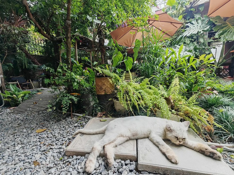 Philo Garden - Garden Cafe & Tea, ốc đảo xanh giữa Hà Nội 8