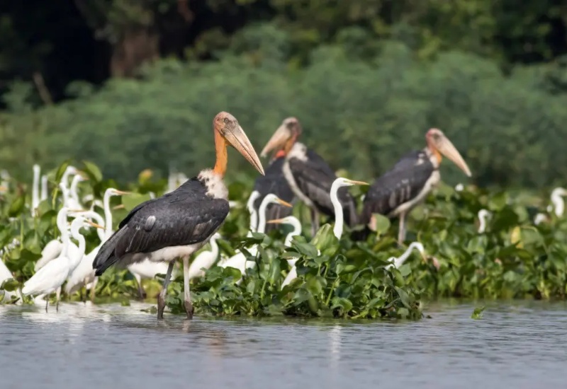 Biển hồ Campuchia Tonle Sap: Hồ nước ngọt lớn nhất Đông Nam Á 6