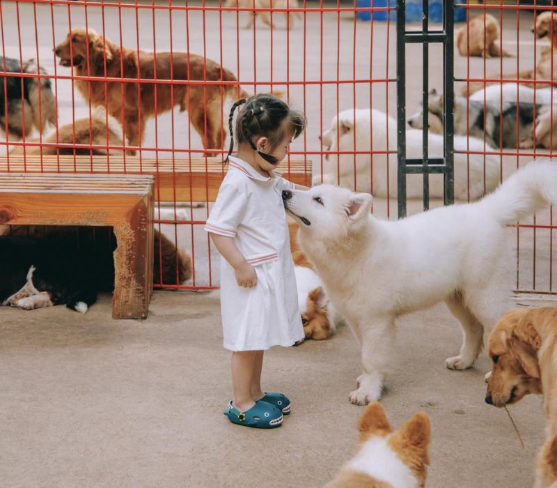 Puppy Farm Đà Lạt: Thiên thiên đường thú cưng và trải nghiệm nông trại 6