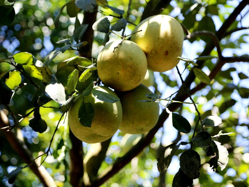 Quả thanh trà Huế: Đặc sản thanh mát mang hương vị sông Hương 2