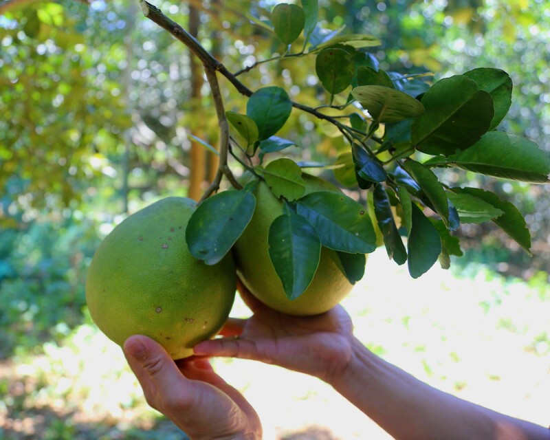 Quả thanh trà Huế: Đặc sản thanh mát mang hương vị sông Hương 6