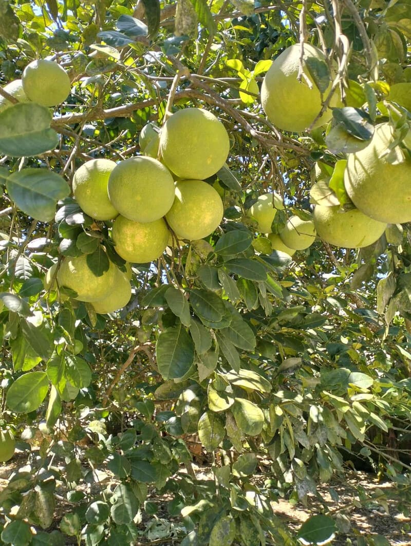 Quả thanh trà Huế: Đặc sản thanh mát mang hương vị sông Hương 5