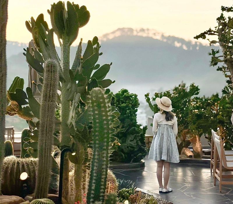 Top quán cafe săn mây Đà Lạt 'triệu view' đẹp nhất hiện nay 2