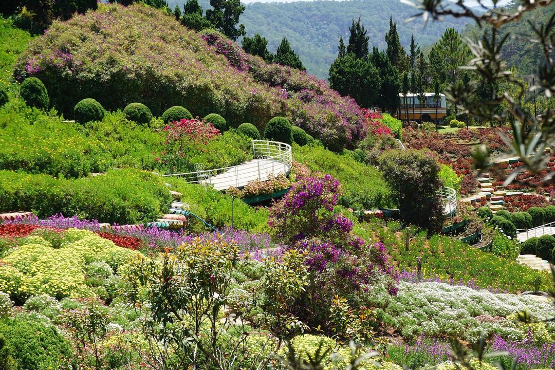 Que Garden Đà Lạt – Tiểu vương quốc Nhật Bản mộng mơ trên đèo Mimosa 11