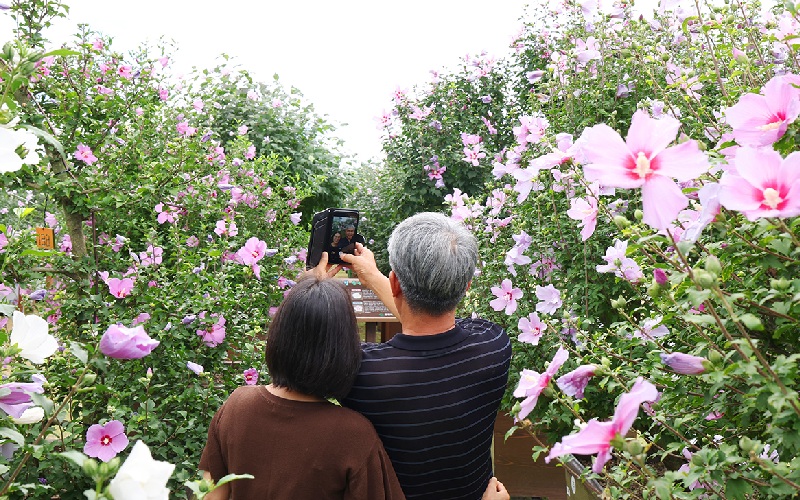 Ý nghĩa của quốc hoa Hàn Quốc Mugunghwa 9