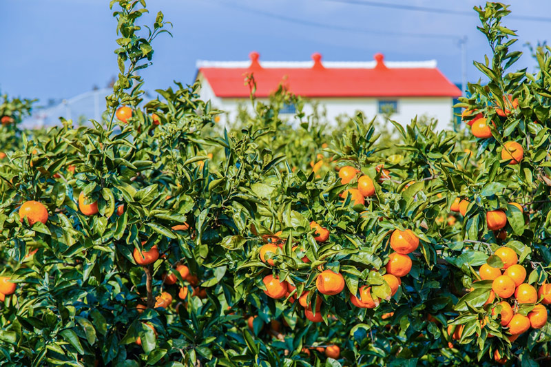 Thưởng thức quýt Jeju, hương vị tinh túy từ đảo thiên đường Hàn Quốc 10