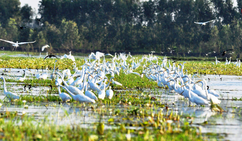 Khám phá những khu Ramsar tại Việt Nam, nơi thiên nhiên lộng lẫy 8