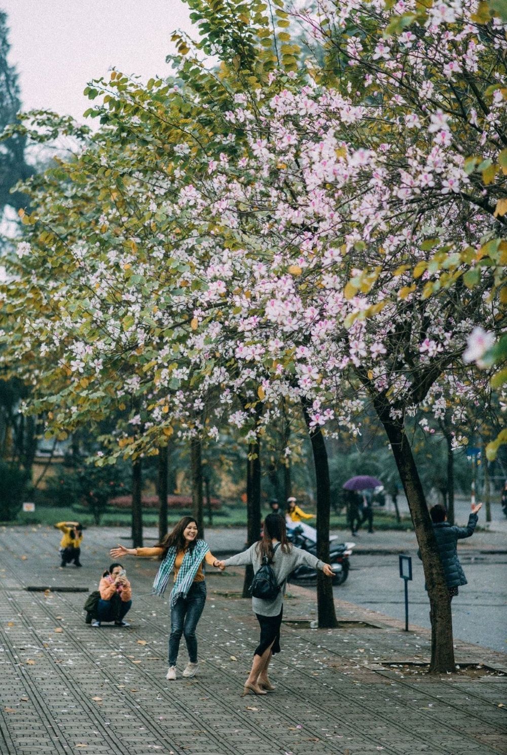 Review Hà Nội, tháng ba nơi đó có mùa hoa ban nở 3