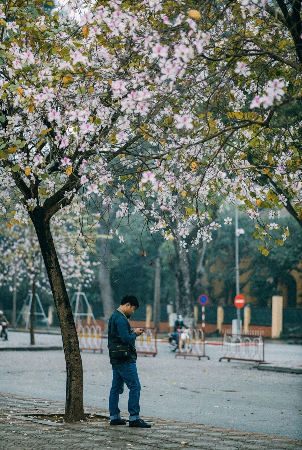 Review Hà Nội, tháng ba nơi đó có mùa hoa ban nở 4