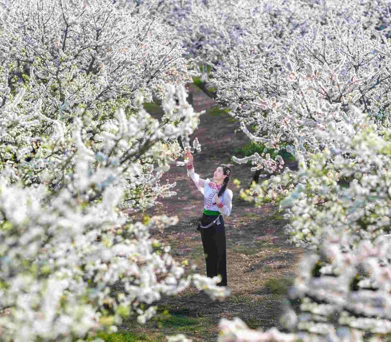 Hoa mận Tây Bắc mang hơi thở mùa xuân giữa đại ngàn
